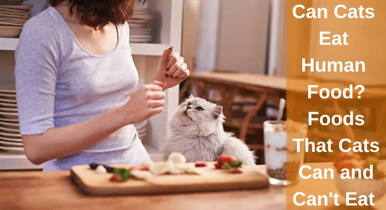 Can Cats Eat Human Food? List of Human Foods That Cats Can and Cannot Eat