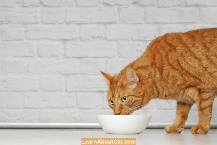 Can Cats Have Chicken Broth