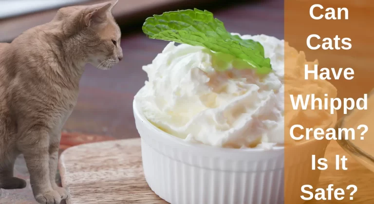 Can Cats Have Whipped Cream What Happens If Cats Eat Whipped Cream?