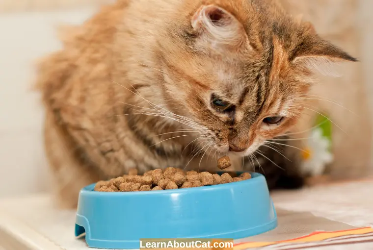 Can Cats Live on Dry Food Only