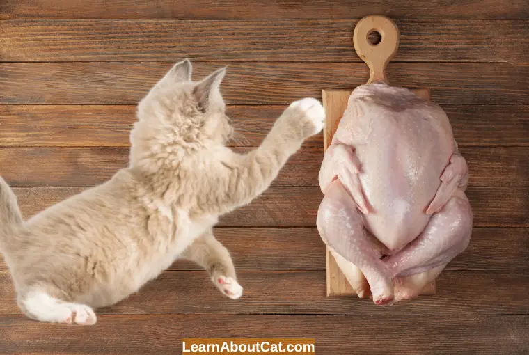 Can Cats Safely Eat Raw Chicken Bones