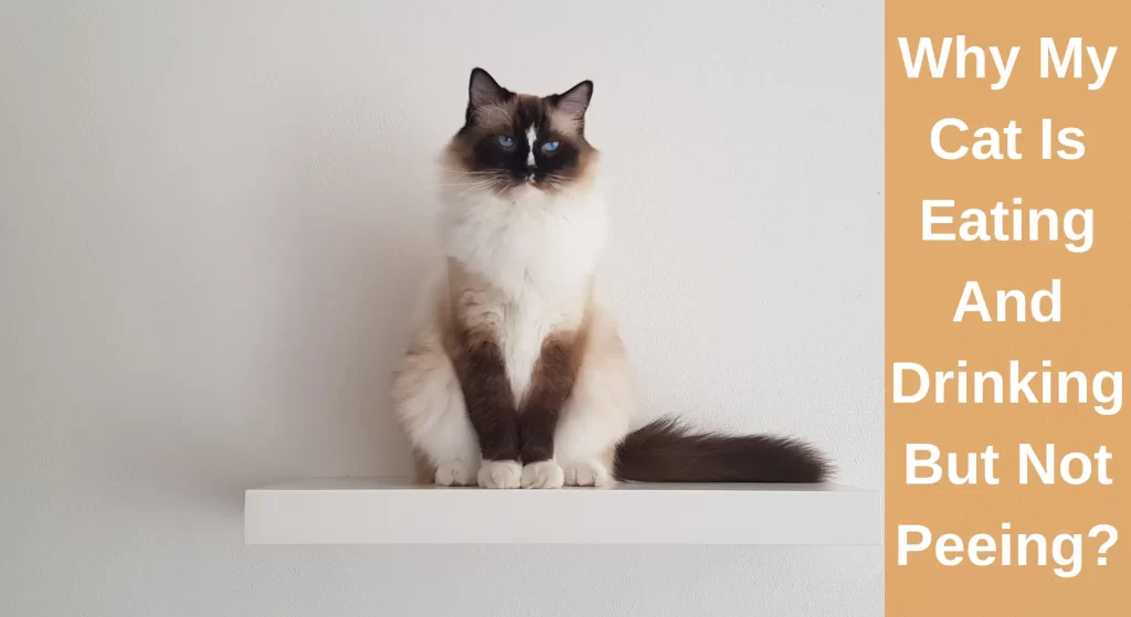 My Cat Is Eating And Drinking But Not Peeing Why? How to Help