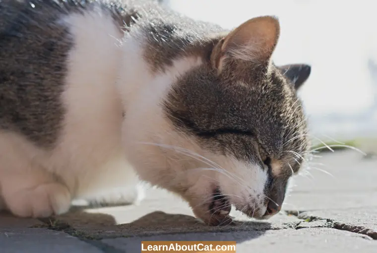 Cat Vomiting Food When to Worry