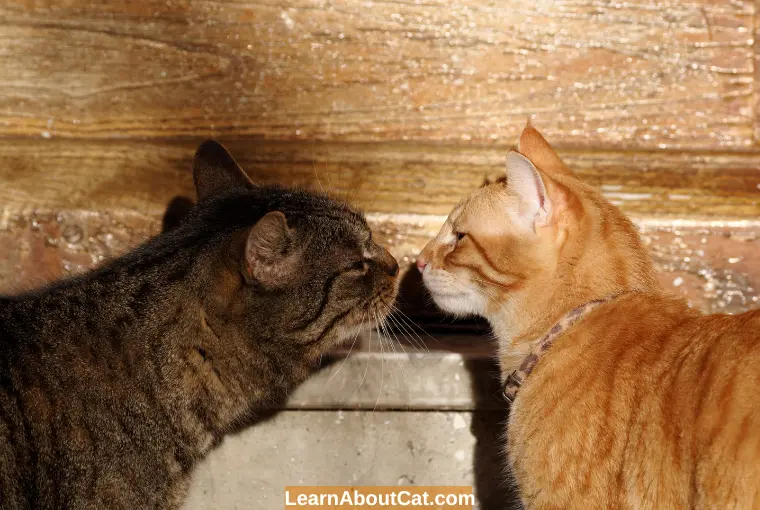 Factors that Affect a Cat's Behaviour and Personality