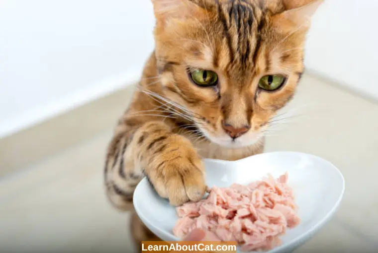 Felines Who are Sensitive to Grains