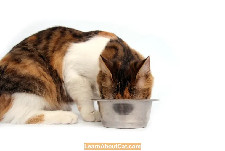 How Can I Safely Give Chicken Broth To My Cat