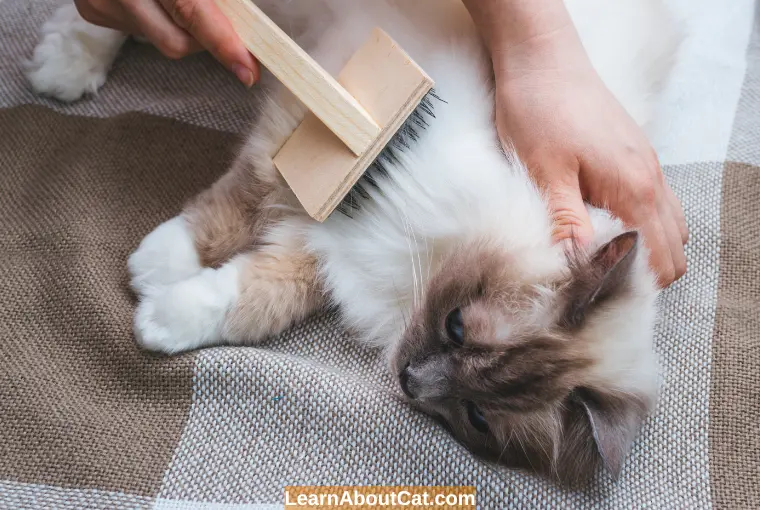 How Can I Stop My Cat Shedding a Lot