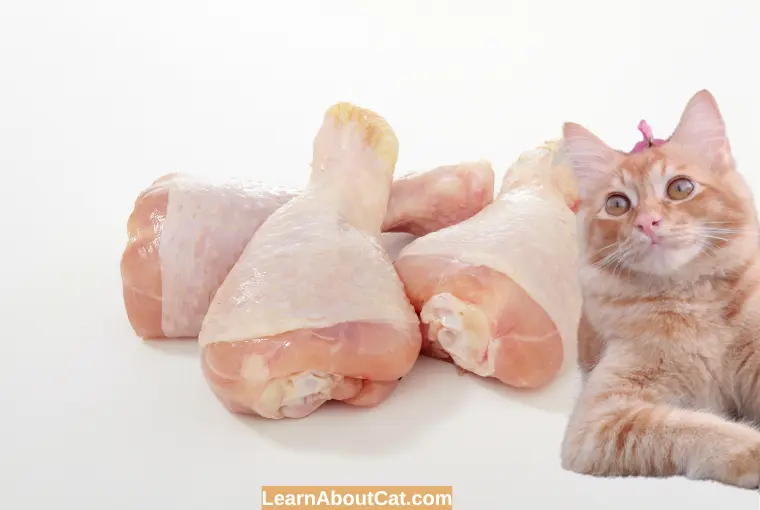 How Do You Give Raw Chicken Bones to a Cat