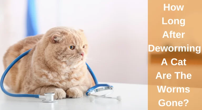 How Long After Deworming A Cat Are The Worms Gone? [Answered]