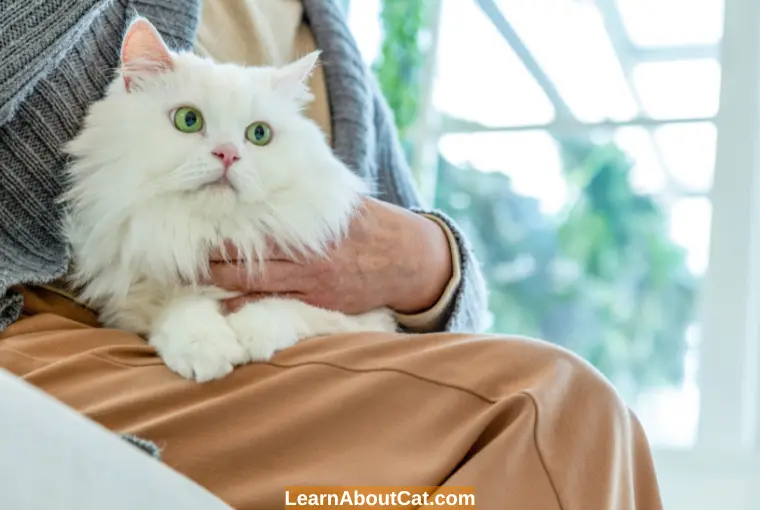 How Long Do Dewormers Take to Work on Cats  Factors That Affect the Duration
