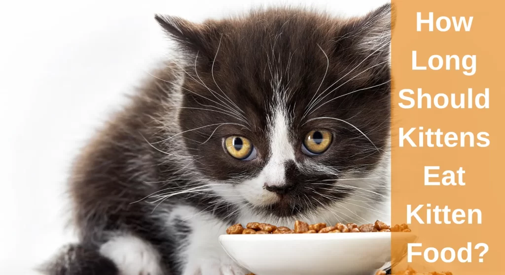 How Long Should Kittens Eat Kitten Food LearnAboutCat how-long-should-kittens-eat-kitten-food-learnaboutcat