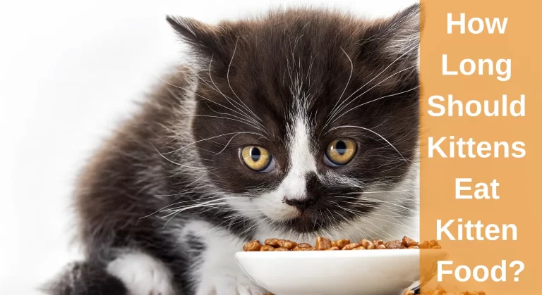 How Long Should Kittens Eat Kitten Food?