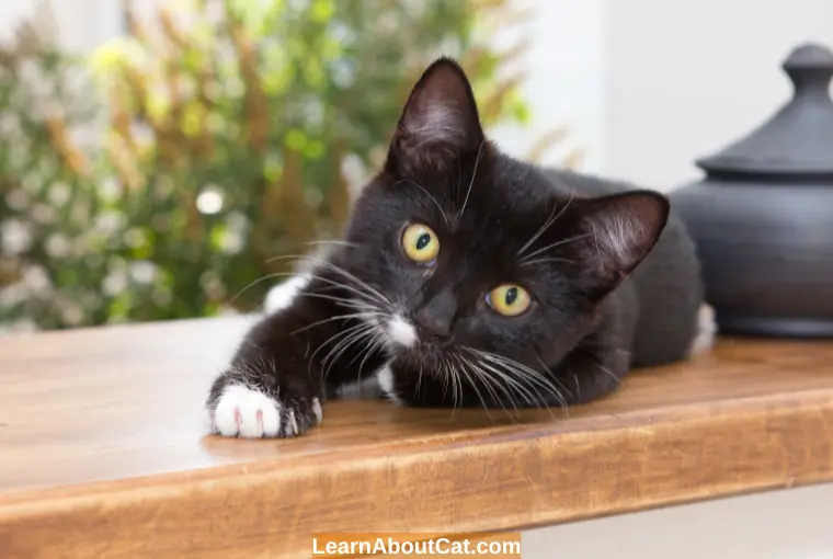 How To Prevent Hairballs in Cats
