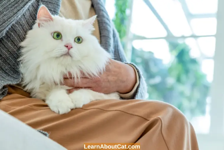 How to Avoid Worm Infections in Cats