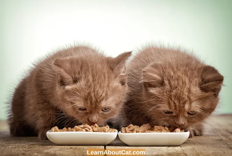 How to Find High-Quality Kitten Food