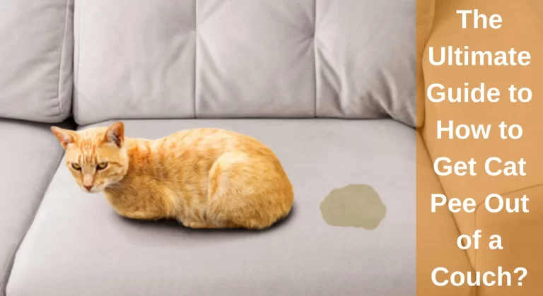 The Ultimate Guide to How to Get Cat Pee Out of a Couch? [Easy Methods]