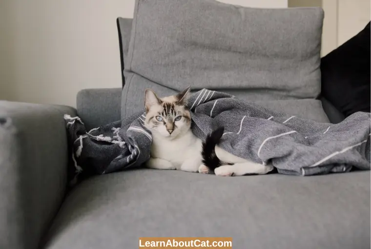 How to Protect the Couch from Cat Pee