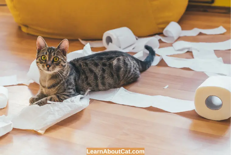 How to Stop Your Cat from Eating Paper  How Do I Get My Cat To Stop Eating Toilet Paper
