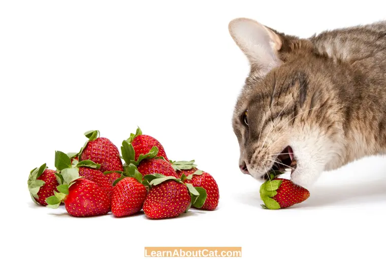 Human Foods That Are Safe for Cats