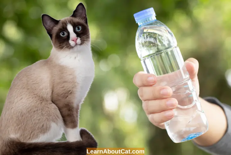 Is Bottled Water Safe for Cats