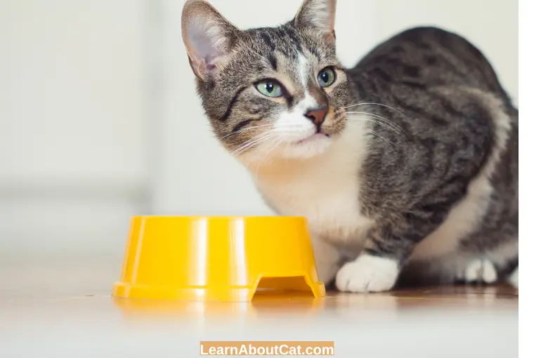 Is Chicken Broth Good for Cats