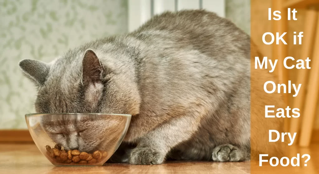 is-it-ok-if-my-cat-only-eats-dry-food-pros-and-cons-of-kibble