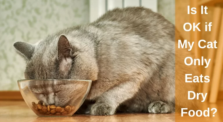 Is It OK if My Cat Only Eats Dry Food? Pros And Cons of Kibble