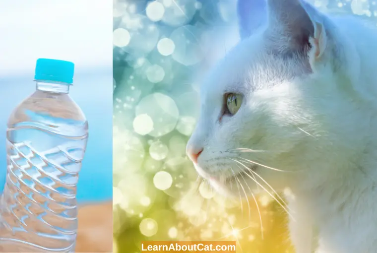 Is It Okay For Cats To Drink Bottled Water