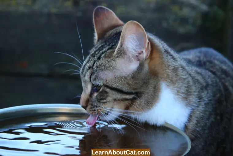 Is Spring Water Good For Cats