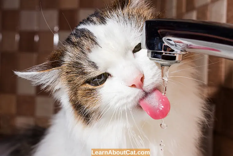 Is Tap Water Safe For Cats