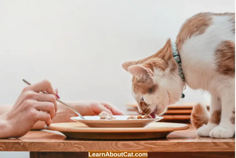List of Human Foods That Cats Can and Cannot Eat