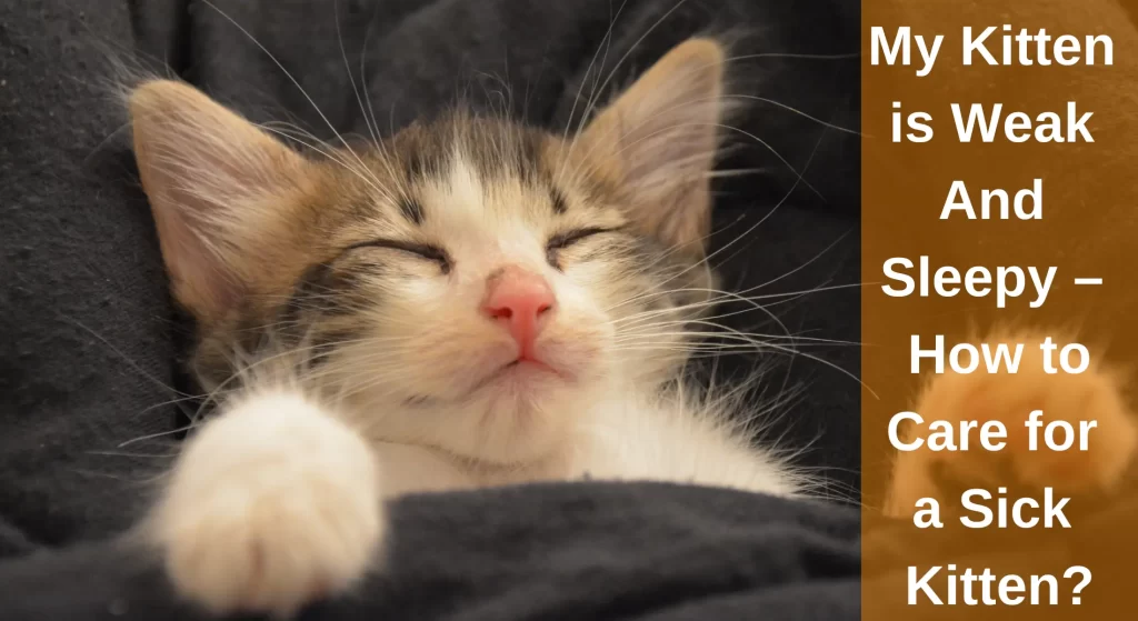 My Kitten Is Weak And Sleepy How To Care For A Sick Kitten A Guide 