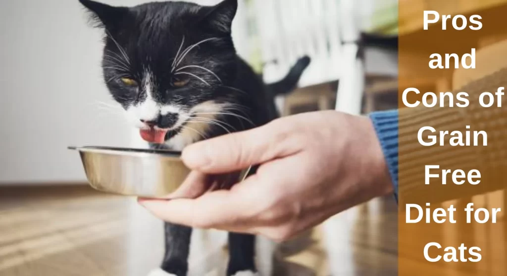 Pros and Cons of Grain Free Diet for Cats Is GrainFree Cat Food a