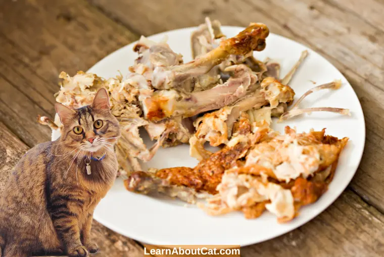 Reasons Why Cats Shouldn't Eat Cooked Bones