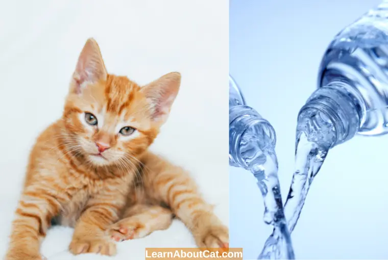 Should Cats Drink Bottled Water