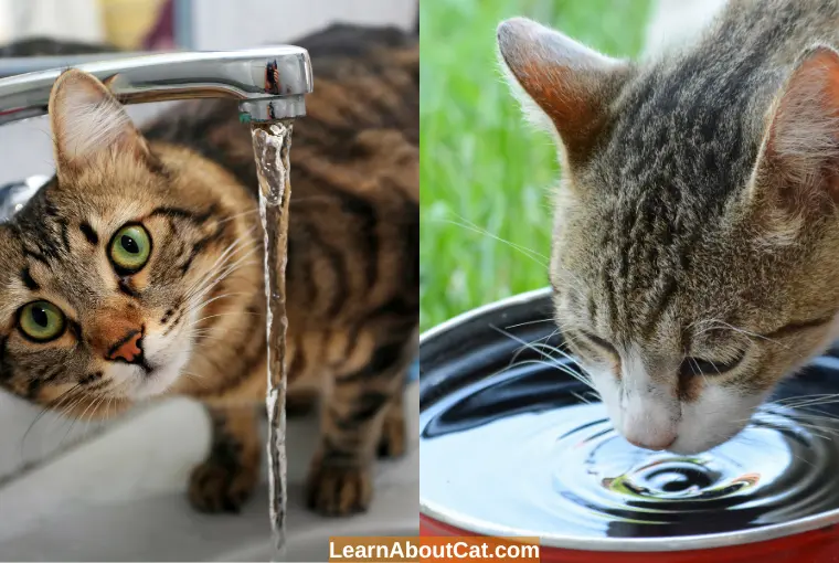 Spring Water vs Tap Water