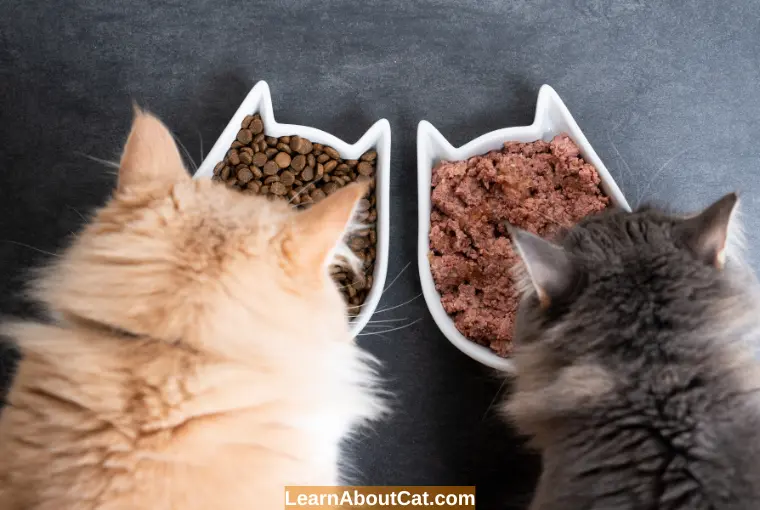 The Importance of a Healthy Cat Diet