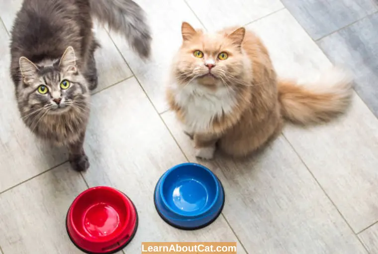 The Pros and Cons of Grain-Free Cat Food