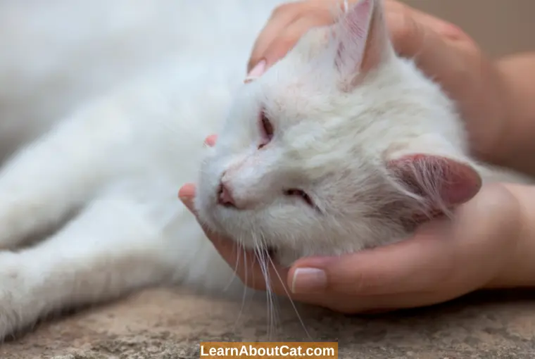 Warning Signs of a Sick Cat Signs and Symptoms