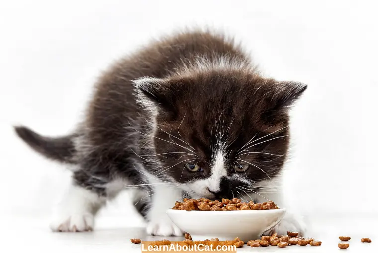 What Are the Risks of a Dry Food Diet