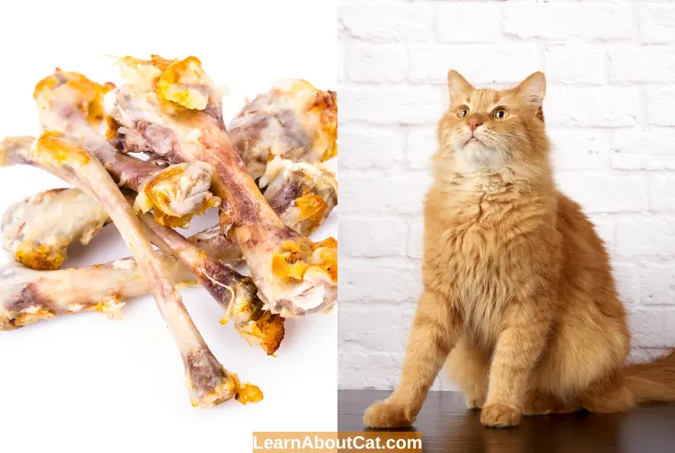 What Do I Do If My Cat Eats Cooked Chicken Bones