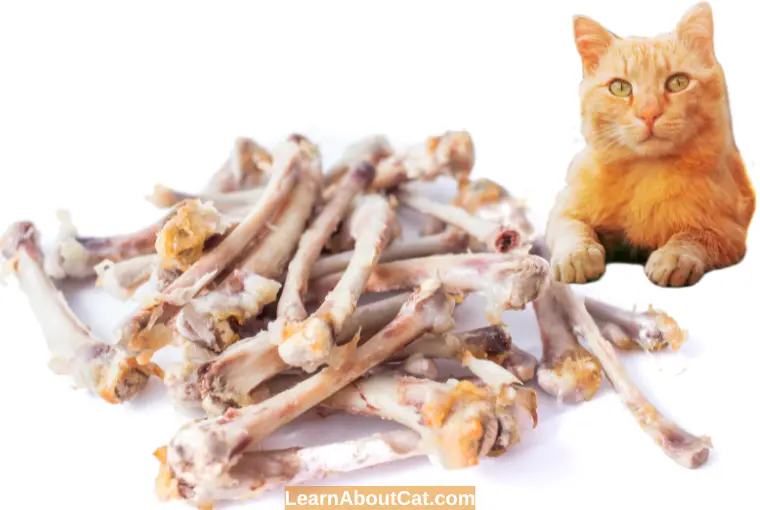 What Effect Does a Cat Get From Eating a Chicken Bone
