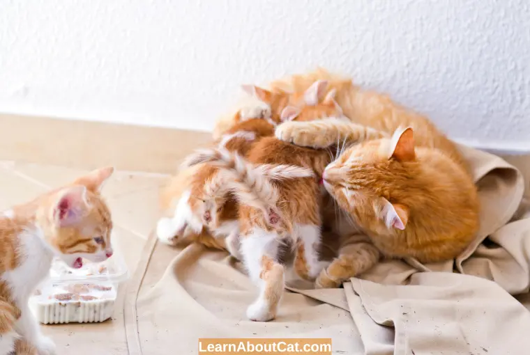 What Happens When a Kitten Is Removed From Its Mother Too Soon