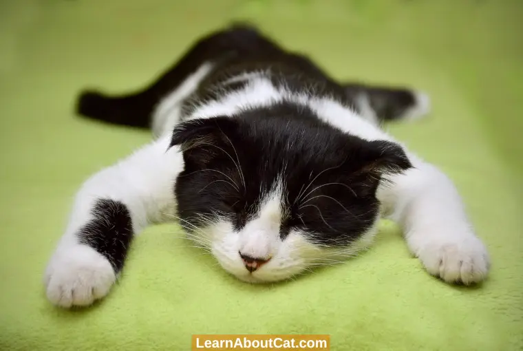 What Is Fading Kitten Syndrome Learn To Spot the Symptoms