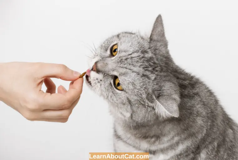 What are the Situations in Which Dry Food Shouldn't be Fed to a Cat