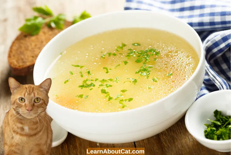 Can Cats Eat Chicken Broth? Is it Safe [Explained] LearnAboutCat