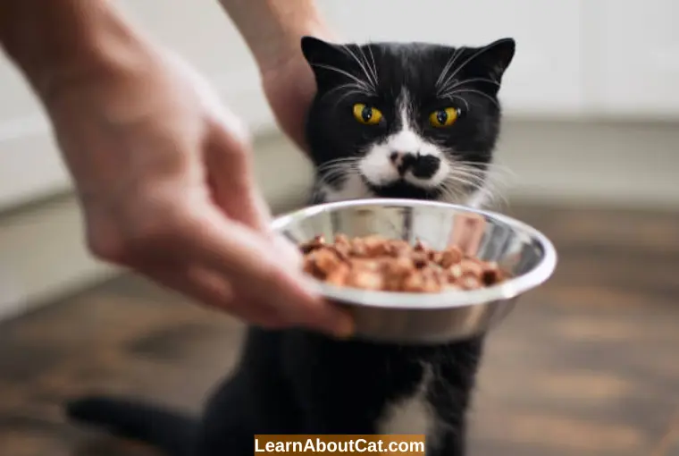 What is Meant by Grains-Free Cat Food