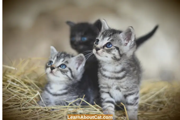 What to Do if Your Kitten Was Separated Early From Its Mother