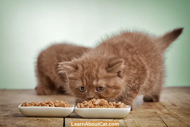What’s the Difference Between Kitten Food and Cat Food