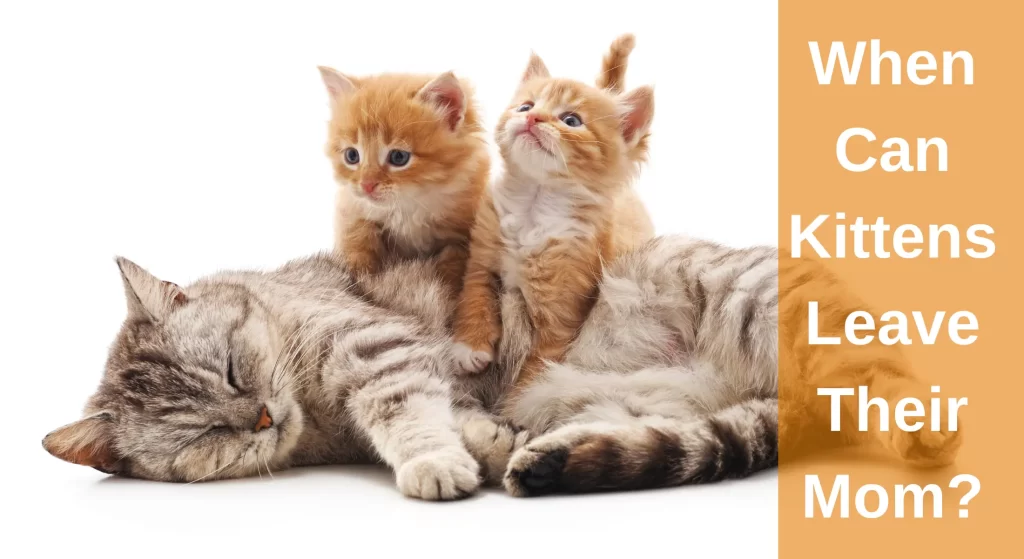 When Can Kittens Leave Their Mom? Timeline For Weaning Kittens ...